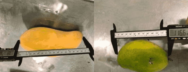 images/1754042936708mango sorting line.png